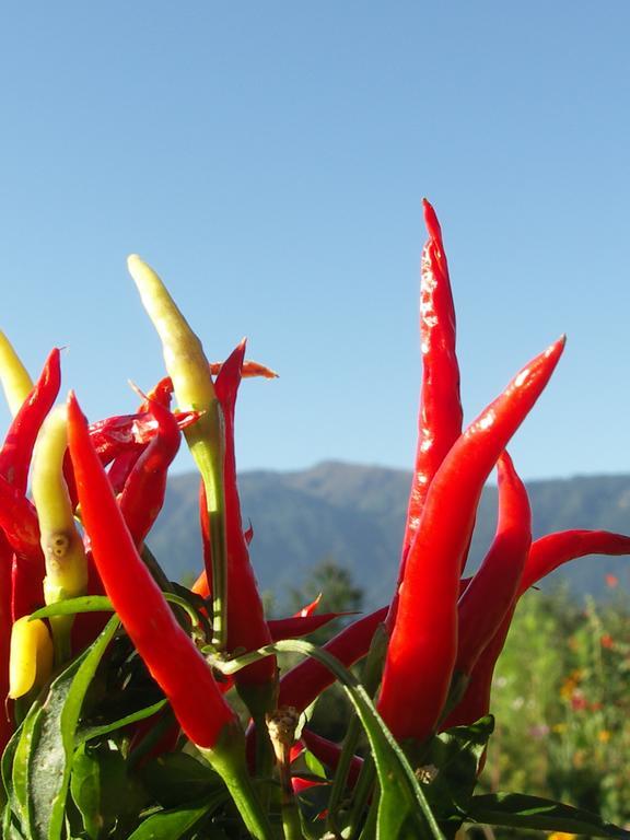 Ruhige Wohnung Mit Schoenem Eigengarten In Seeboden Am Millstaettersee Rum bild