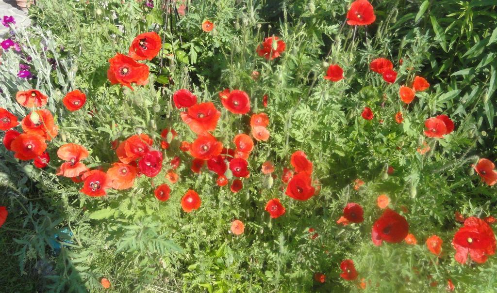 Ruhige Wohnung Mit Schoenem Eigengarten In Seeboden Am Millstaettersee Exteriör bild